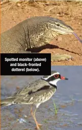  ??  ?? Spotted monitor (above) and black-fronted dotterel (below).