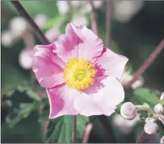  ??  ?? Japanese anemones are a member of the buttercup family.