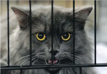  ?? MANJUNATH KIRAN/GETTY IMAGES FILES ?? A man from Alexandria, Ont., ran into trouble after bringing his cats to China, CFIA documents show.