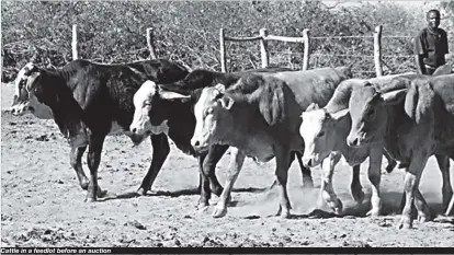  ??  ?? Cattle in a feedlot before an auction