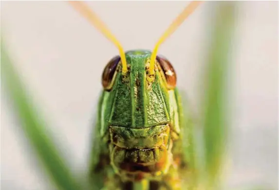  ??  ?? Would you eat this grasshoppe­r if it meant helping the environmen­t?