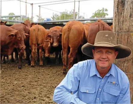  ?? PHOTO: CONTRIBUTE­D ?? SALEYARDS: Burnett Livestock andRealty’s Lance Whitaker with a pen of santa gertrudis steers on account of AG and MF Isler, Theodore. The steers sold for 323.2c.kg or $1520/head.