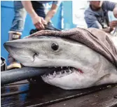  ??  ?? Un groupe de chercheurs a marqué le requin Brunswick en Caroline du Sud le 26 février 2019. - Gracieuset­é