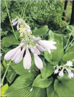  ??  ?? Right: Hosta flowers may not be showy, but bees are attracted to their tubular flowers.