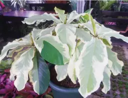  ??  ?? VARIEGATED BEAUTY – Gardening enthusiast­s will find a lot of rare plants in both the landscape exhibits as well as in the commercial section. Garden shows, like Hortikultu­ra 2018, are where one can discover the latest varieties for commercial...