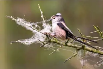 ??  ?? A Long-tailed tit gathers woolly fibres caught in the spiky twigs of a bare branch as nesting material.