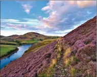  ??  ?? Glorious purple heather across the Pentland Hills