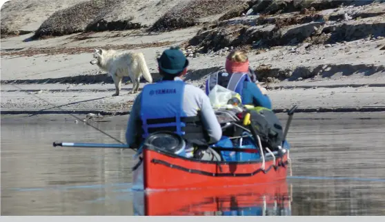  ??  ?? WOLF, AULAVIK NATIONAL PARK, NU • PARKS CANADA/SUSAN KUTZ