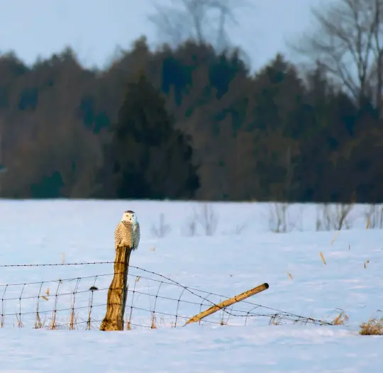  ??  ?? Above: A local snowy owl perched on a fence.