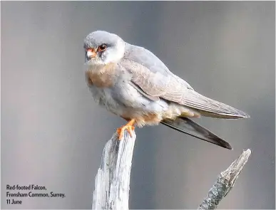  ??  ?? Red-footed Falcon, Frensham Common, Surrey, 11 June