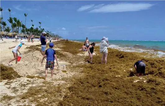  ?? FUENTE EXTERNA ?? Las playas dominicana­s, así como las de los países caribeños, son invadidas por los sargazos.