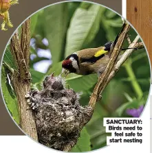  ??  ?? SANCTUARY: Birds need to feel safe to start nesting