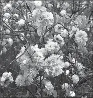  ?? Arkansas Democrat-Gazette/CELIA STOREY ?? Flowering almond is a small, old-fashioned shrub that blooms briefly in the spring.