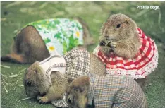  ??  ?? Prairie dogs.