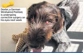  ??  ?? Dexter, a German Wirehaired Pointed, is undergoing corrective surgery on his eyes next week