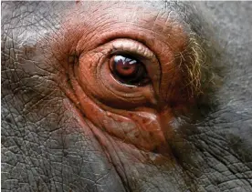  ?? Photograph: Raúl Arboleda/AFP/Getty Images ?? The eye of a hippopotam­us seen at Bioparque Wakata in Jaime Duque park, near Bogota, Colombia