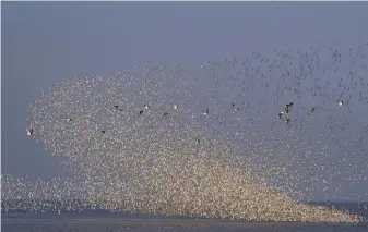  ?? ?? Knots on the coast of Norfolk. PA Photo/Paul Goldstein