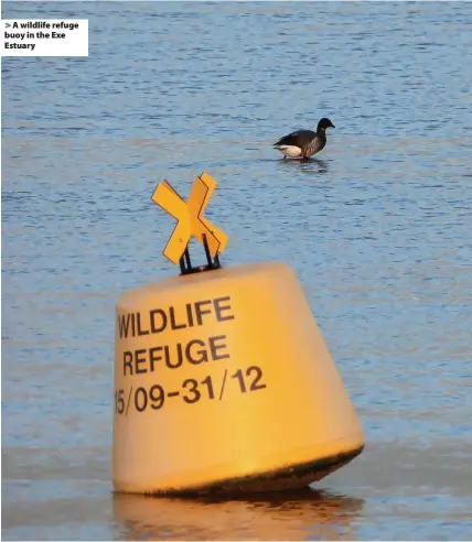  ?? ?? > A wildlife refuge buoy in the Exe Estuary