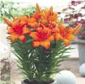  ??  ?? C. 5 Lily Victory Joy £7.99 (Code L072)