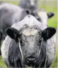  ??  ?? A blue-grey in-calf heifer, similar to the dead animal