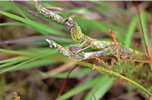  ?? Lancashire Wildlife Trust ?? ●●Bog bush cricket