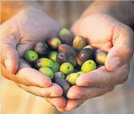  ?? (TÉLAM) ?? Del campo argentino. La medida beneficia a productos agrícolas.