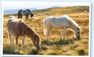  ??  ?? ▼▲ UPLAND ARCHITECTS The ponies’ grazing and trampling keeps the gorse and bracken down and helps shape the mountain landscape, creating short-grass habitats ideal for rare birds like choughs.