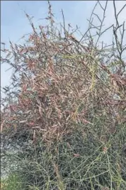  ??  ?? A major locust attack was reported in Jaisalmer on May 21 this year after a gap of 26 years. HT PHOTO