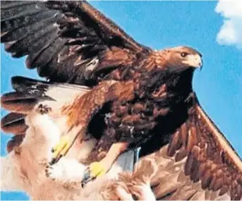 ÁGUILA SE LLEVA UN PERRO DE GRAN TAMAÑO - PressReader