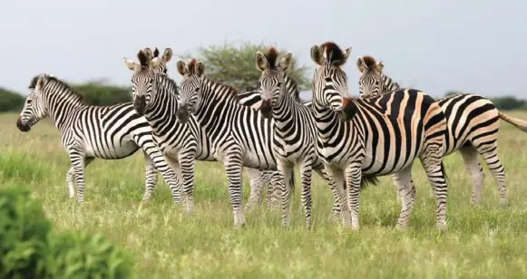  ?? DREAMSTIME ?? Zebras are nearsighte­d but have excellent hearing, while giraffes and wildebeest have sharp long-range vision. Mixed herds may help their odds of detecting predators or food sources.