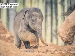  ??  ?? CUTE Elephant calf Anjan