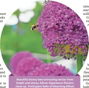  ??  ?? Beautiful honey bee extracting nectar from bright and showy Allium Giganteum flowers close up. Vivid giant balls of blooming Allium flowers. Common name Flowering Onion.