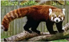  ??  ?? Les pandas roux sont passés il y a deux ans de la catégorie « Espèce vulnérable » à la catégorie « Espèce en danger d’extinction. »