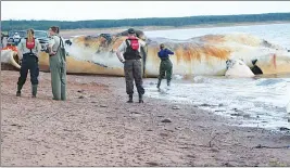  ?? ERIC MCCARTHY/SALTWIRE NETWORK ?? Injuries suffered by at least two of six North Atlantic right whales found floating lifeless in the Gulf of St. Lawrence appear to be consistent with ship strikes, marine mammal experts say.