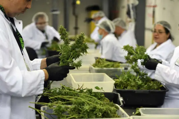  ?? File photo Helen H. Richardson, Denver Post ?? Trimmers sort and trim marijuana plants at the Livwell Enlightene­d Health cultivatio­n facility on Jan. 13, 2020 in Denver.