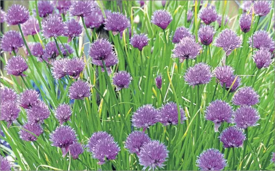  ??  ?? Chives are annuals and will be focused on setting seed now, so trim them back to trigger new growth