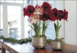  ??  ?? Amaryllis bulbs, like this Grand Amaryllis Trio, produce showy blooms that can last up to a month or more. Photo courtesy of Gardener’s Supply Company