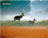  ??  ?? Red Deer