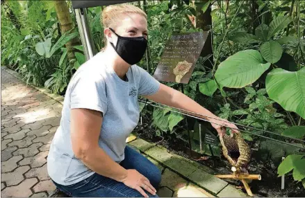  ?? BO EMERSON/BEMERSON@AJC.COM ?? Amanda Bennett, the Atlanta Botanical Garden’s vice president of horticultu­re and collection­s, shows off the blossom on an African Corpse Flower. The Midtown facility is perhaps the first garden in North America to successful­ly cultivate the plant.