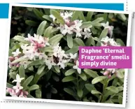  ??  ?? Daphne ‘Eternal Fragrance’ smells simply divine