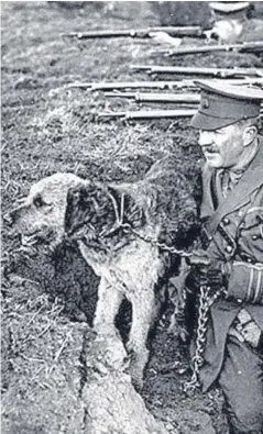  ??  ?? One of the Airedale terriers in action during the First World War that could be commemorat­ed at East Haven.