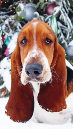  ?? SUPPLIED PHOTO ?? Dean the Basset Hound.