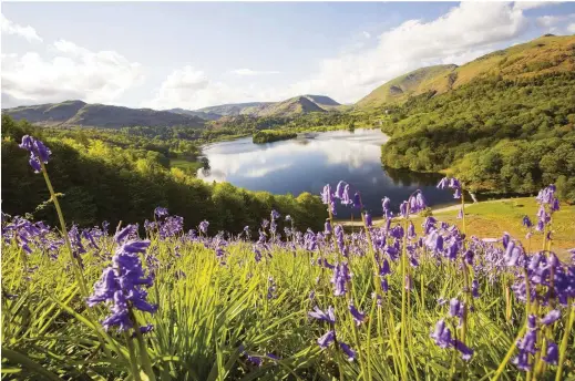  ??  ?? ABOVE Bluebells bloom on Loughrigg Terrace above Grasmere, much-loved by the Lakeland poet William Wordsworth (see feature, page 20)