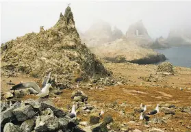  ?? Ben Margot / Associated Press ?? Federal wildlife managers are considerin­g poisoning the hordes of house mice on the Farallon Islands that they say are a threat to native bird species.