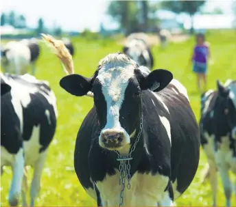  ??  ?? La majorité des vaches préfèrent le pâturage, et pas uniquement à la belle saison.