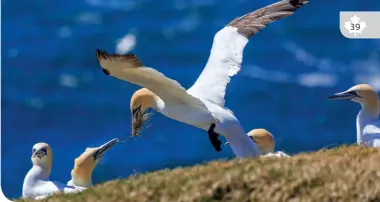  ??  ?? NORTHERN GANNETS, CAPE ST. MARY’S ECOLOGICAL RESERVE, NL • SHUTTERSTO­CK/GGW