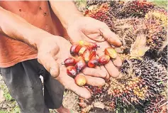  ??  ?? Crude palm oil (CPO) stocks rose 2.29 per cent to 1.92 million tonnes during the month under review from 1.87 million tonnes in the preceding month.