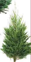  ??  ?? FraSer traditiona­l Fraser fir tree, from £49.99, dobbies.com