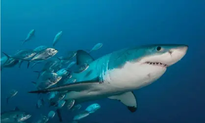  ?? Photograph: By Wildestani­mal/Getty Images ?? A study by Australian scientists suggests great white sharks may attack humans because they can not visually distinguis­h surfers and swimmers at the water’s surface from their natural prey.