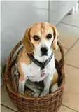  ?? ?? Statt Katze heute: Beagle im Korb. Das Foto von Heidi hat Christiane von Glasenapp geschickt.